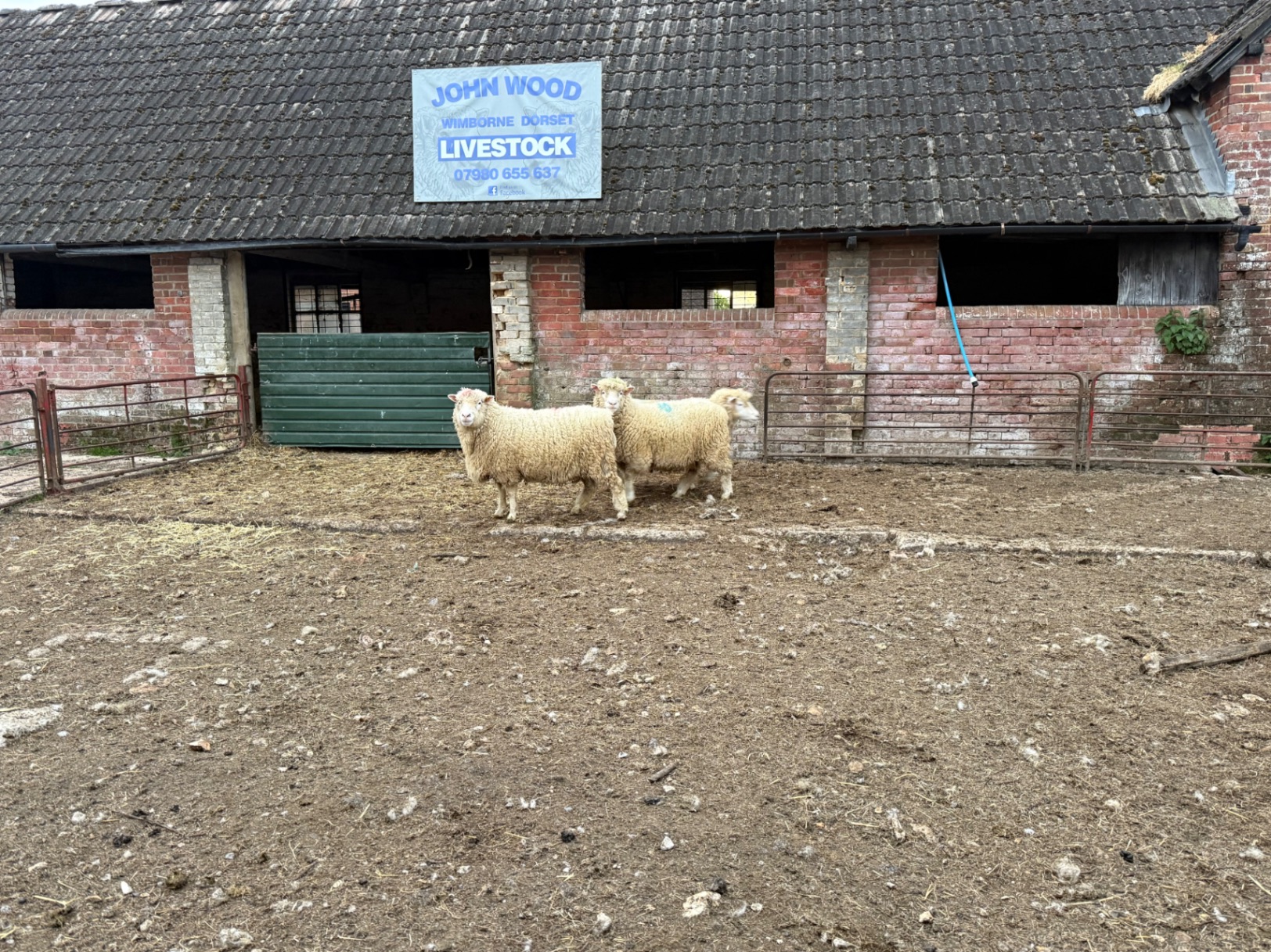 3 Poll Dorset Ewes (1 x 6 tooth & 2 x full mouth)