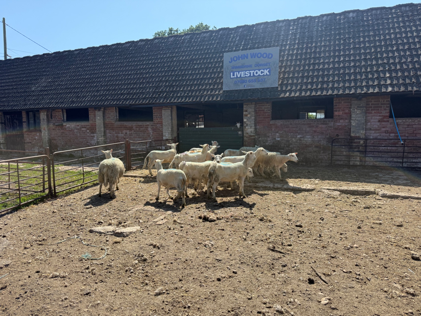14 Easycare Ewe Hoggs
