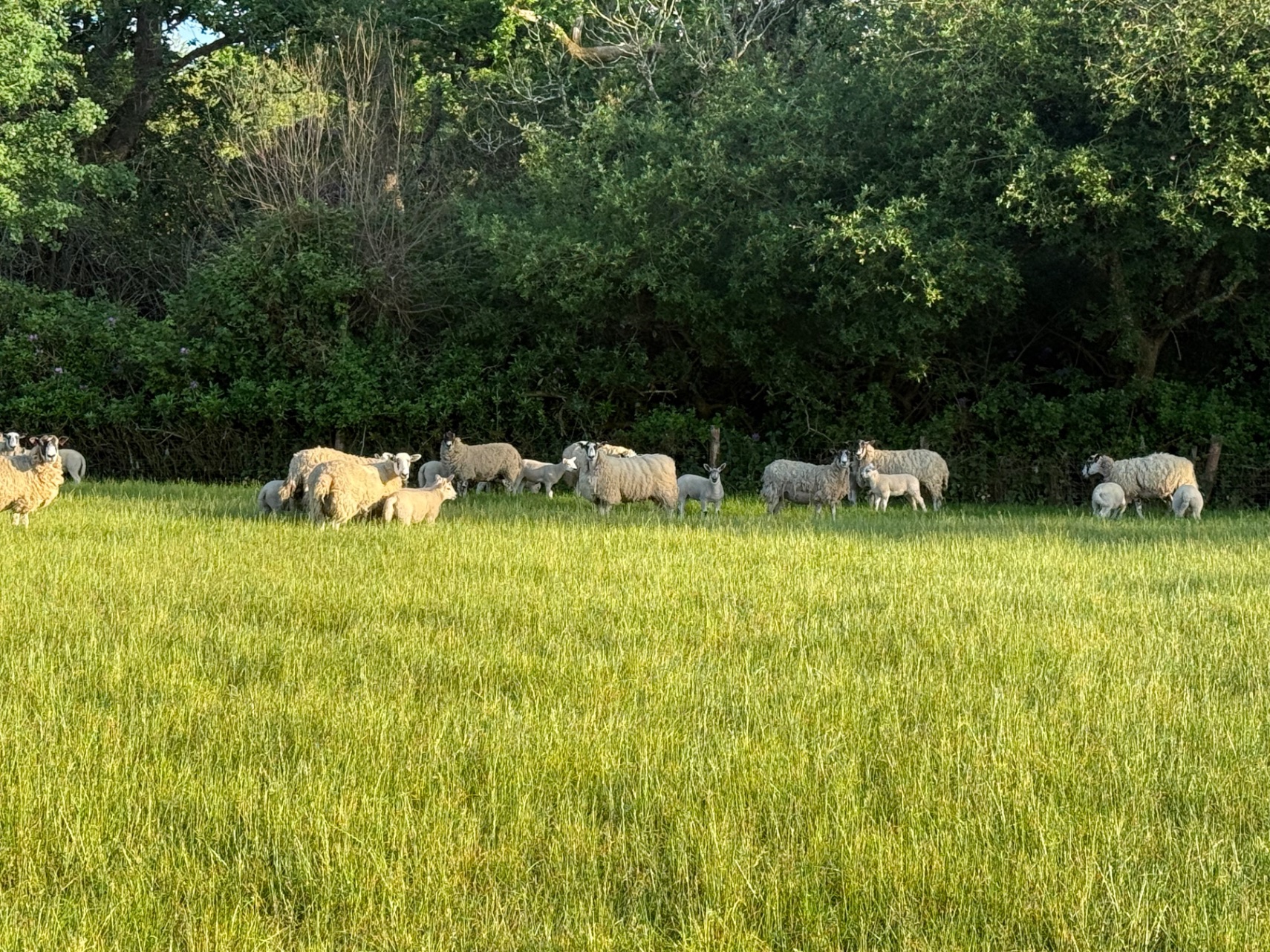 80 Mule Ewes & Texel X Lambs (Mostly Twins)