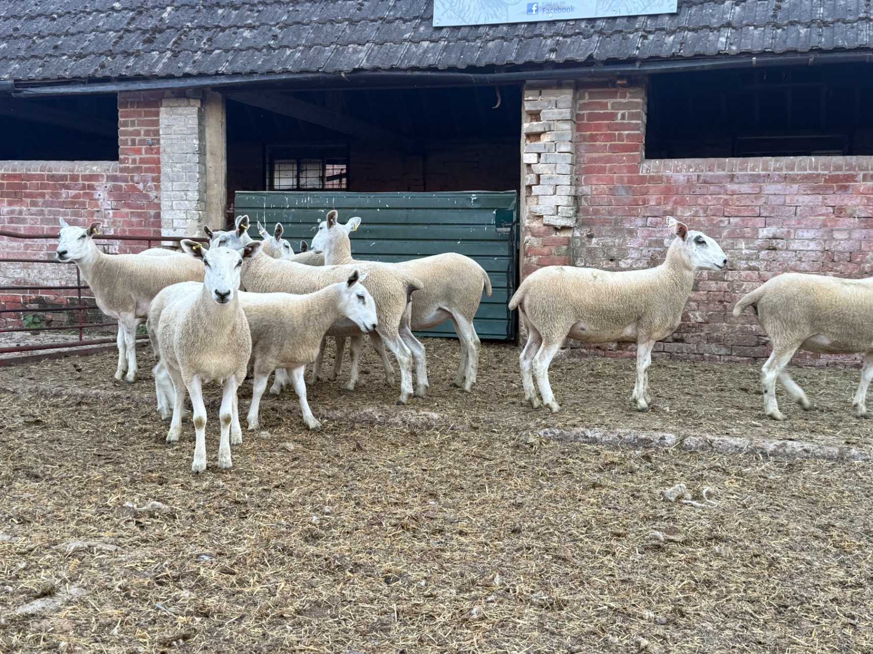10 Cheviot Mule Shearling