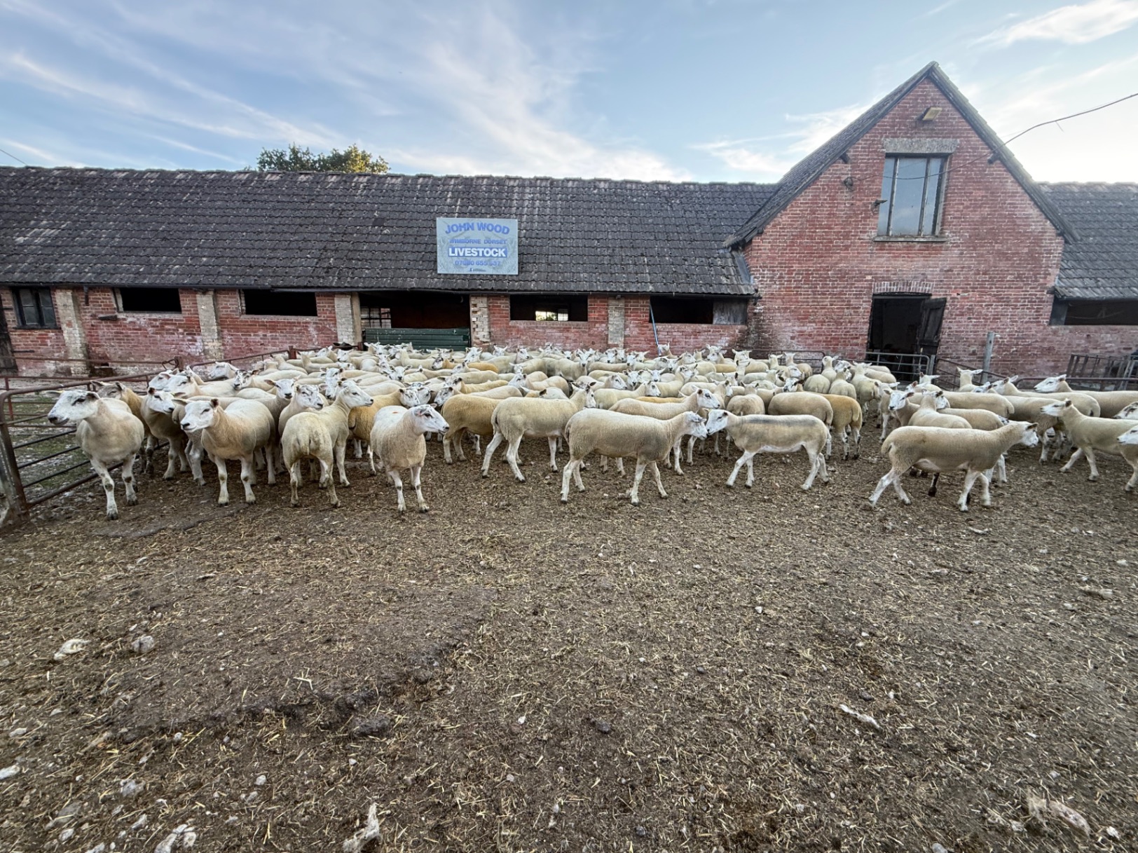 140 Texel X Shearling
