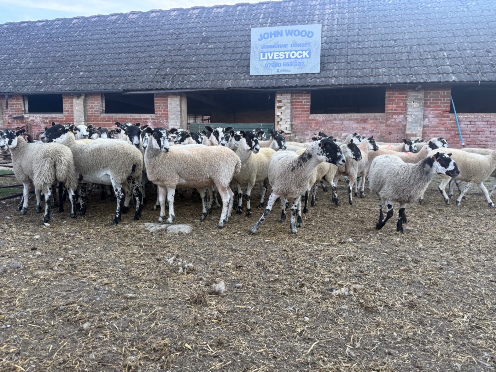 50 Mule Shearlings