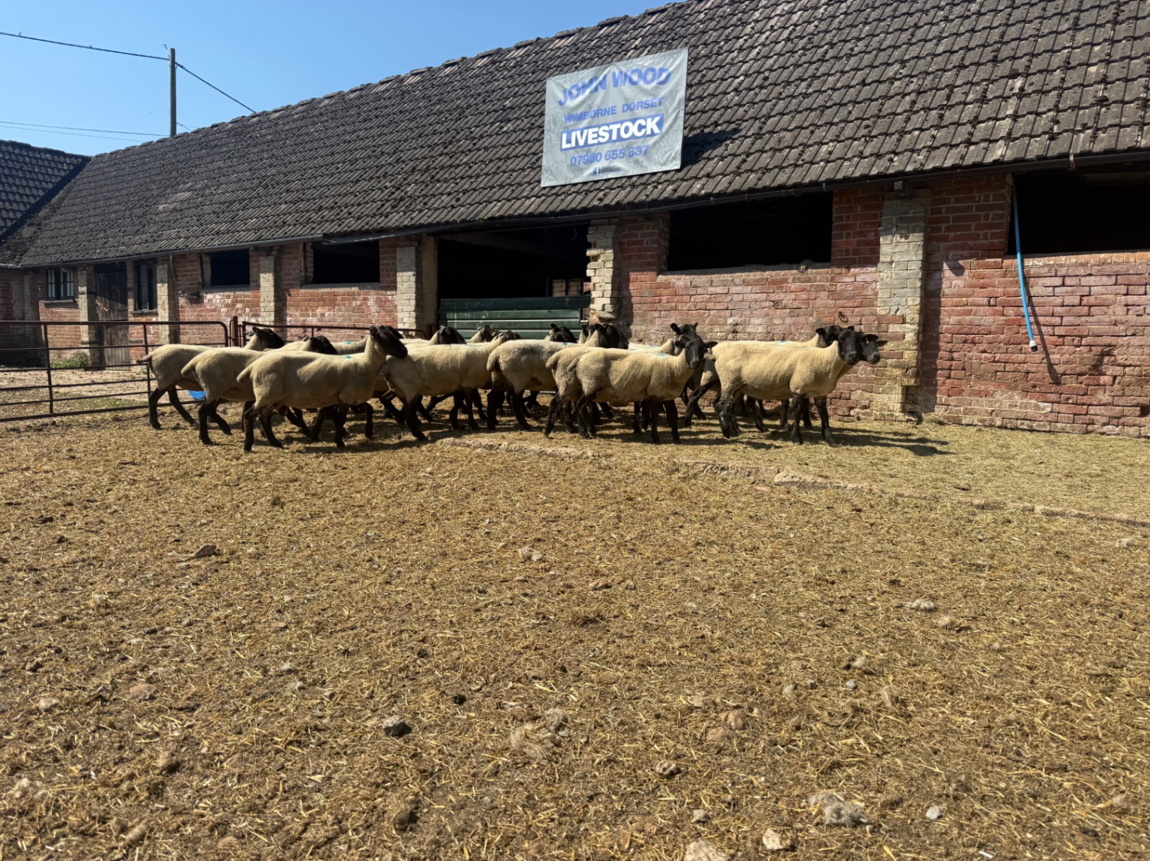 25 Suffolk Mule Full mouth