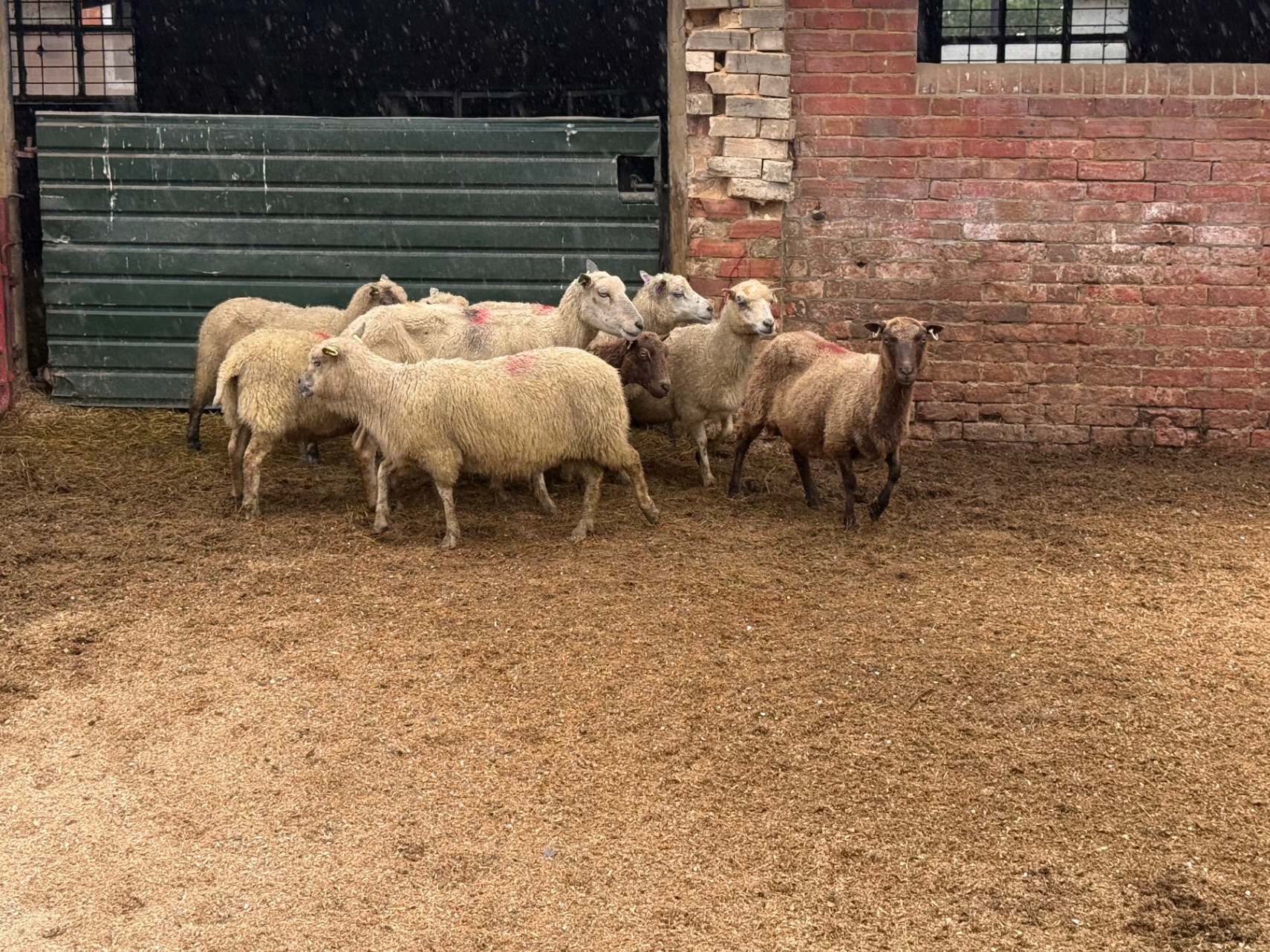 8 Shetland Full and broke