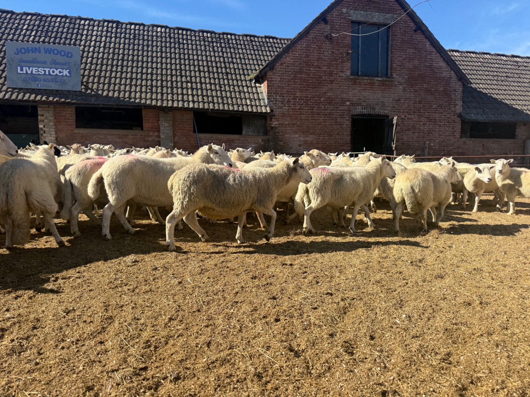 300 Welsh Full and broke